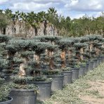 Olivovník európsky (Olea europaea) ´ARBEQUINA´ - výška 100-120 cm, kont. C130L - PONPON (-12°C)
